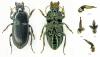 Harpalus dimidiatus